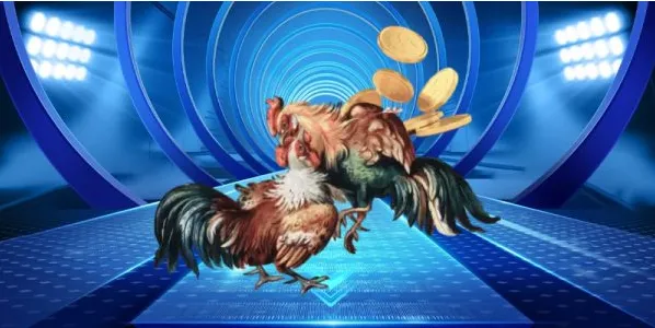 Đá gà nòi truyền thống JBO